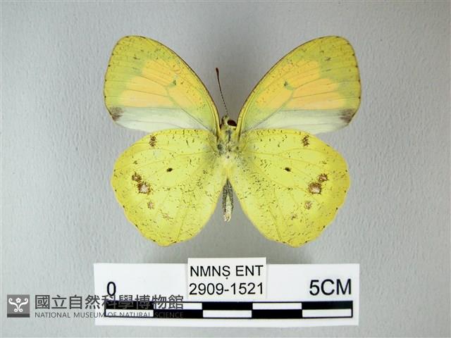 異粉蝶、雌白黃蝶藏品圖，第2張