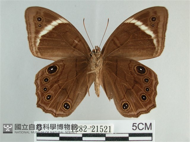 臺灣黛眼蝶藏品圖，第2張