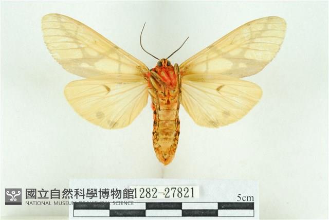 乳白斑燈蛾藏品圖，第2張