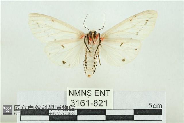 菊池污燈蛾藏品圖，第2張