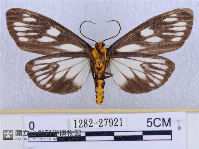 巨網燈蛾藏品圖，第2張