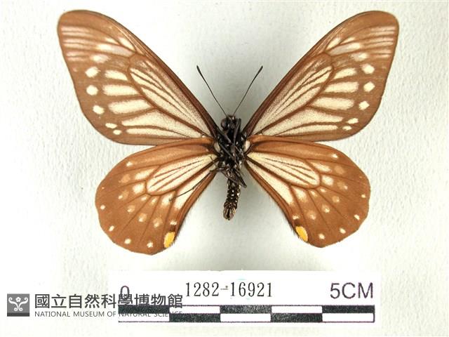 黃星斑鳳蝶藏品圖，第2張