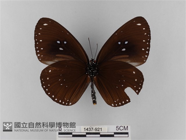 雙標紫斑蝶藏品圖，第2張