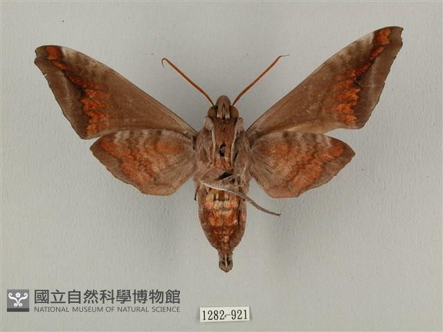 全緣缺角天蛾藏品圖，第2張