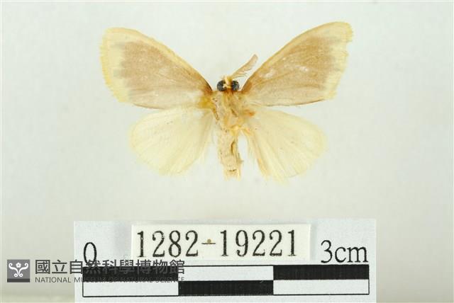 黑翅黃毒蛾藏品圖，第2張