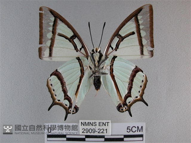 小雙尾蛺蝶藏品圖，第2張