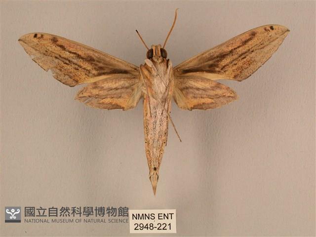 棕綠背線天蛾藏品圖，第2張