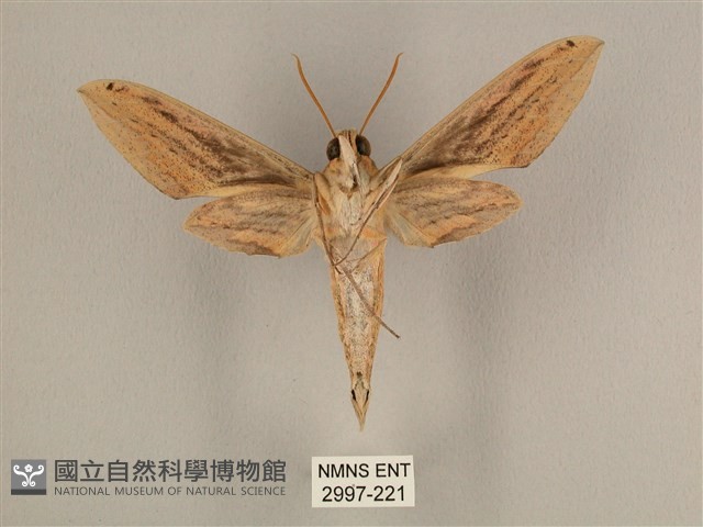 棕綠背線天蛾藏品圖，第2張