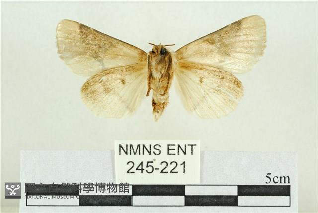 臺灣斑蕊夜蛾藏品圖，第2張