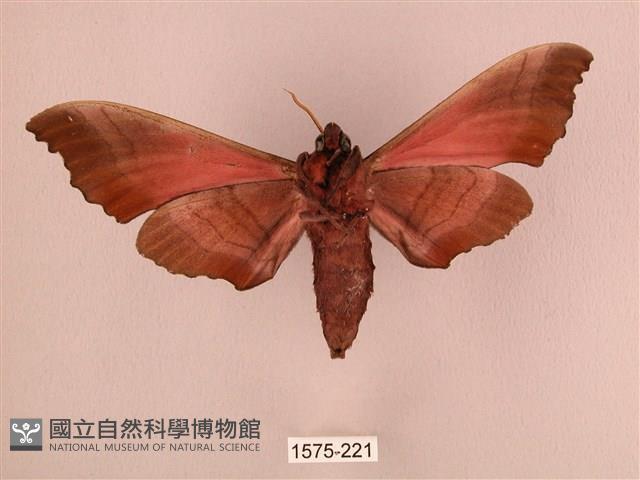 桃紅六點天蛾藏品圖，第2張