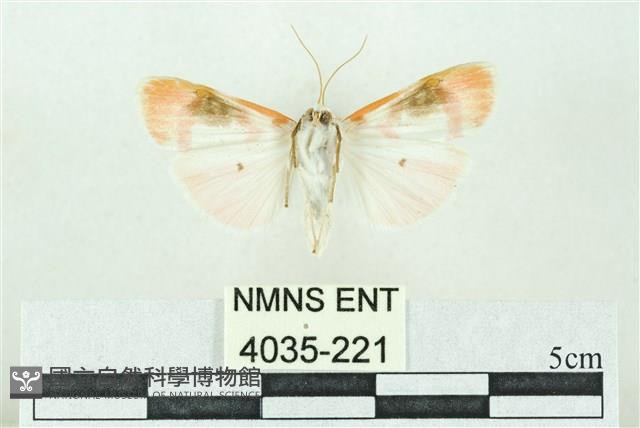 臺雪苔蛾藏品圖，第2張