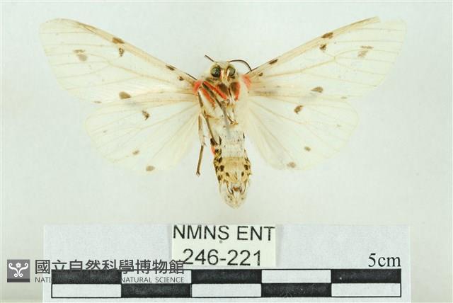 菊池污燈蛾藏品圖，第2張