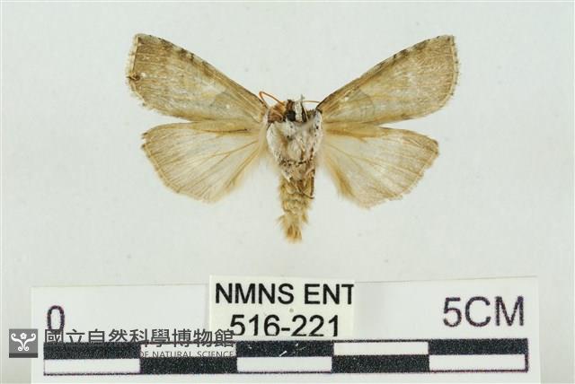 帶波紋蛾藏品圖，第2張