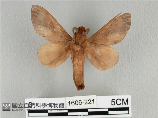 大褐斑枯葉蛾藏品圖，第2張