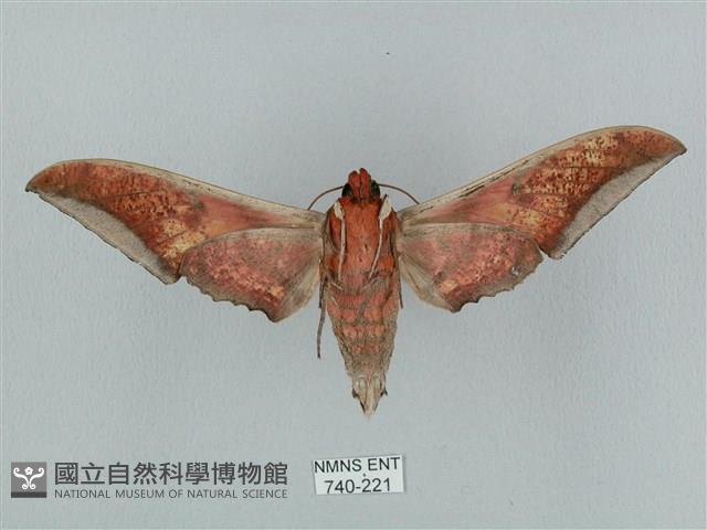 黑帶鷹翅天蛾藏品圖，第2張