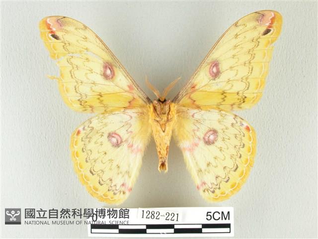 黃豹天蠶蛾藏品圖，第2張