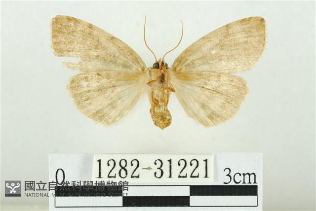 霧社環波紋蛾藏品圖，第2張