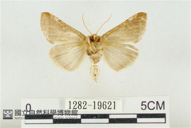 印華波紋蛾藏品圖，第2張