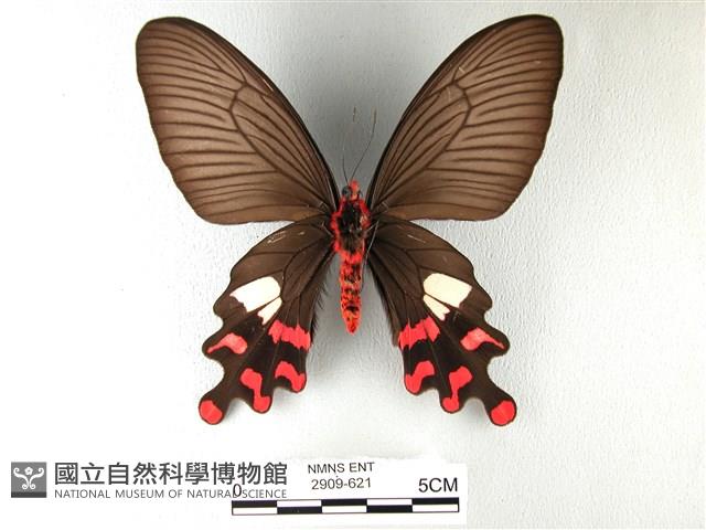 多姿麝鳳蝶藏品圖，第2張