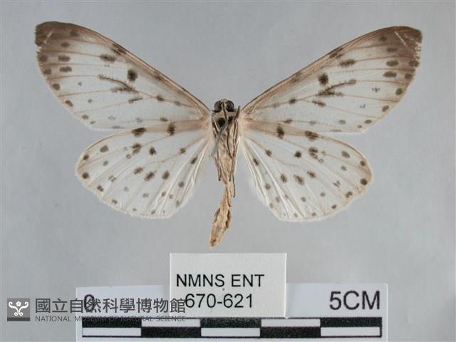 大胡麻斑星尺蛾藏品圖，第2張