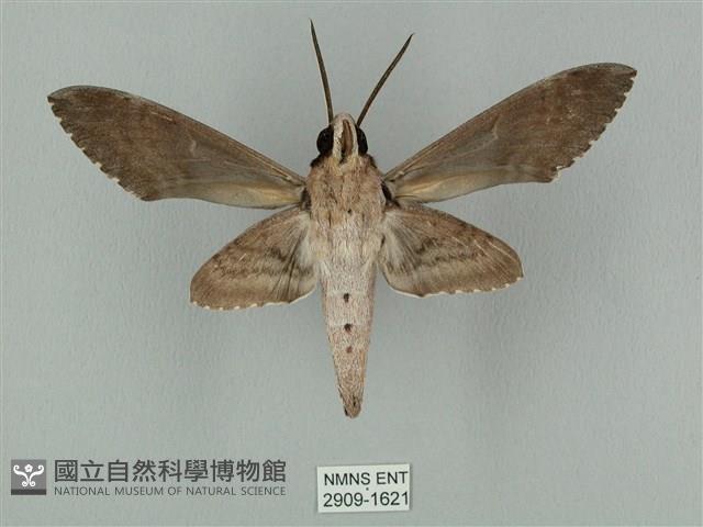 蝦殼天蛾藏品圖，第2張