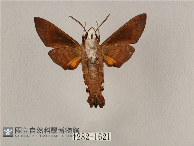 九節木長喙天蛾藏品圖，第2張