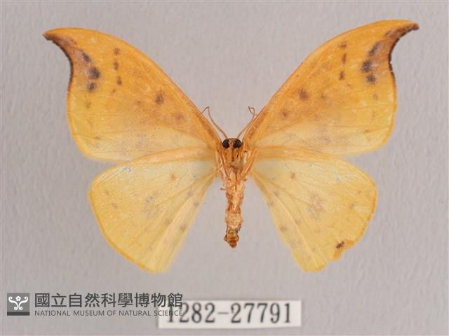 銀斑黃鉤蛾藏品圖，第2張