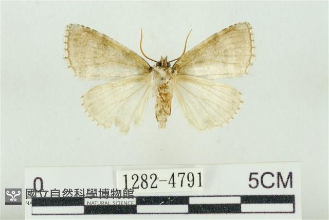 臺灣銀斑異波紋蛾藏品圖，第2張