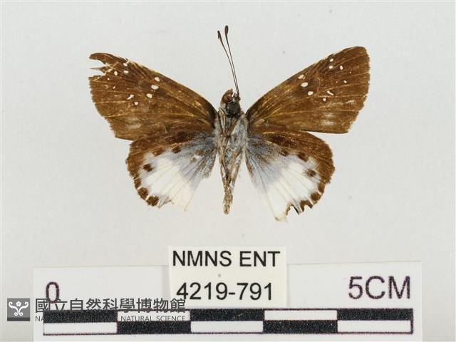 熱帶白裙弄蝶藏品圖，第2張