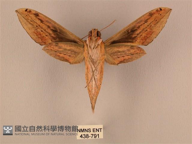 棕綠背線天蛾藏品圖，第2張