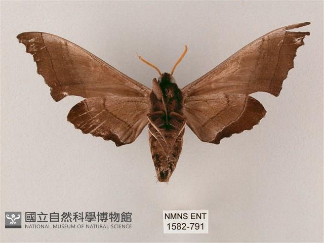 齒翅三線天蛾藏品圖，第2張