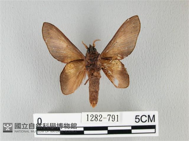 緣斑枯葉蛾藏品圖，第2張