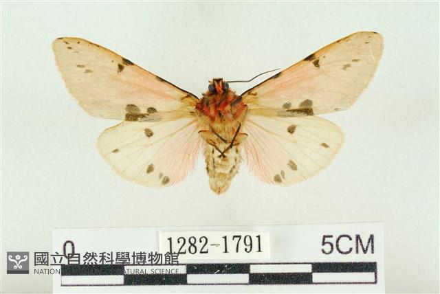 棍棒污燈蛾藏品圖，第2張