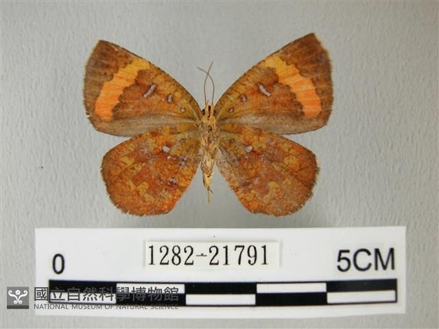 帶錨紋蛾藏品圖，第2張