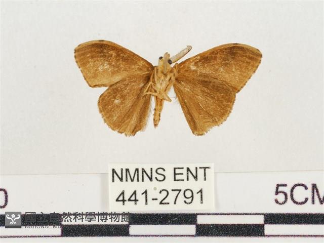 小白紋毒蛾藏品圖，第2張