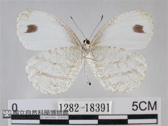 纖粉蝶、黑點粉蝶藏品圖，第2張