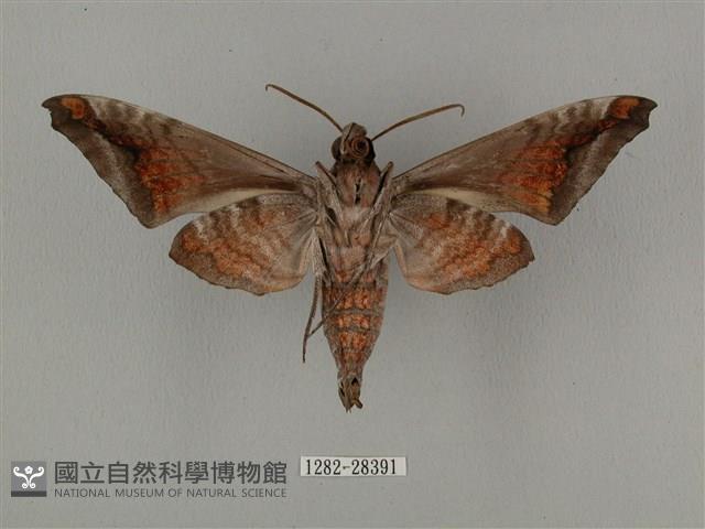 全緣缺角天蛾藏品圖，第2張