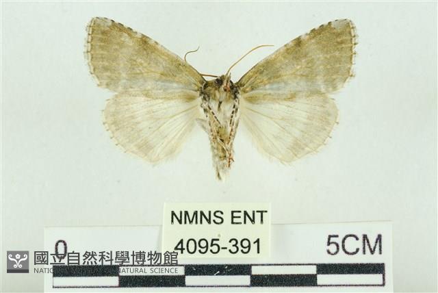 臺灣銀斑異波紋蛾藏品圖，第2張