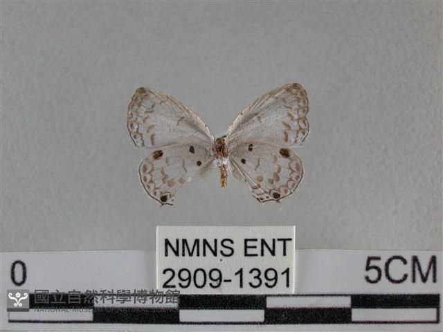 黑星灰蝶藏品圖，第2張