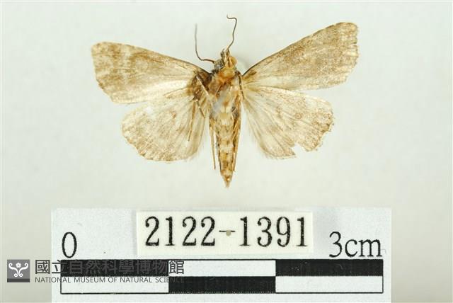 白斑散紋夜蛾藏品圖，第2張