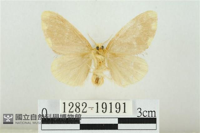 黑翅黃毒蛾藏品圖，第2張