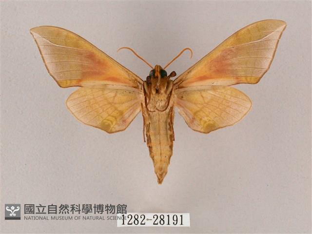 榆綠天蛾藏品圖，第2張