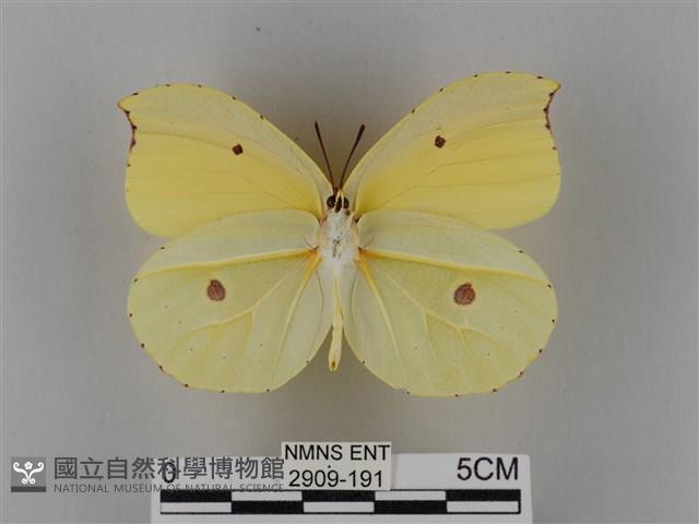 圓翅鉤粉蝶藏品圖，第2張