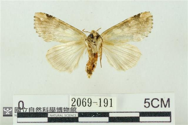 連珠波紋蛾藏品圖，第2張