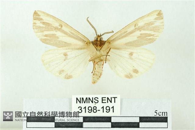 赭新污燈蛾藏品圖，第2張