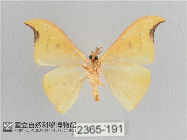 彎黑黃鉤蛾藏品圖，第2張