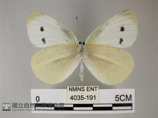 白粉蝶、紋白蝶藏品圖，第2張