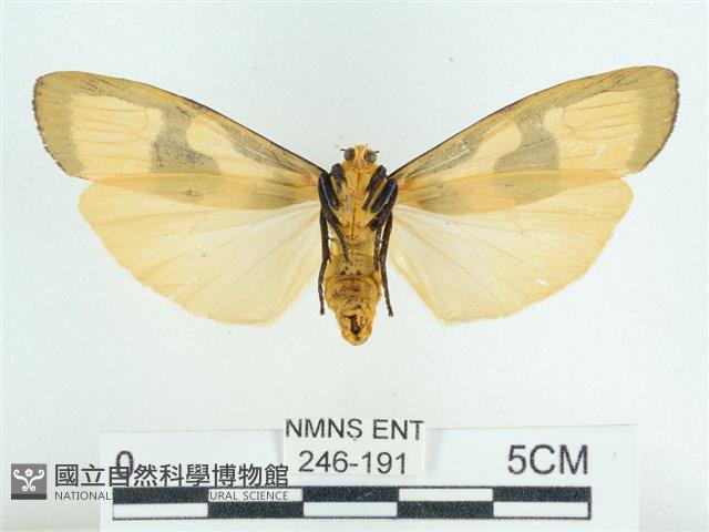 閃光苔蛾藏品圖，第2張