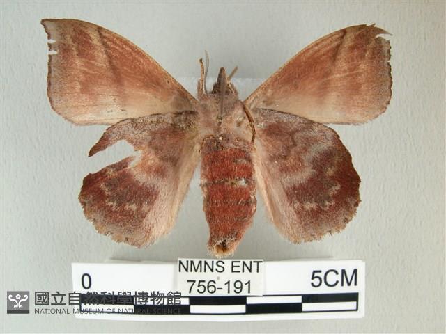 埔里雙線枯葉蛾藏品圖，第2張