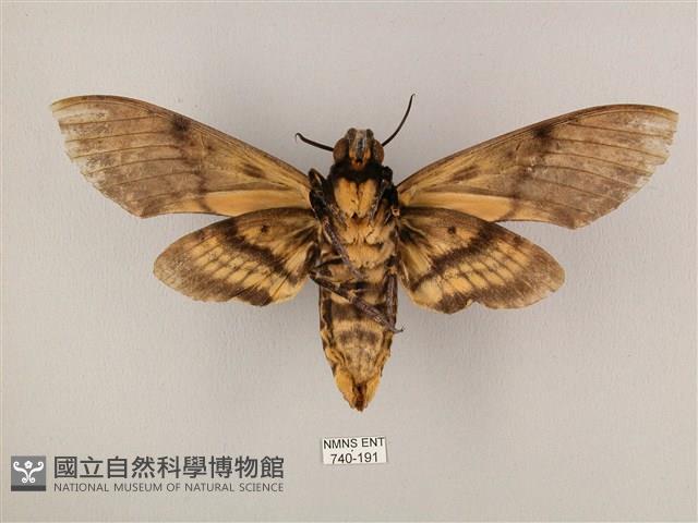 鬼臉天蛾藏品圖，第2張